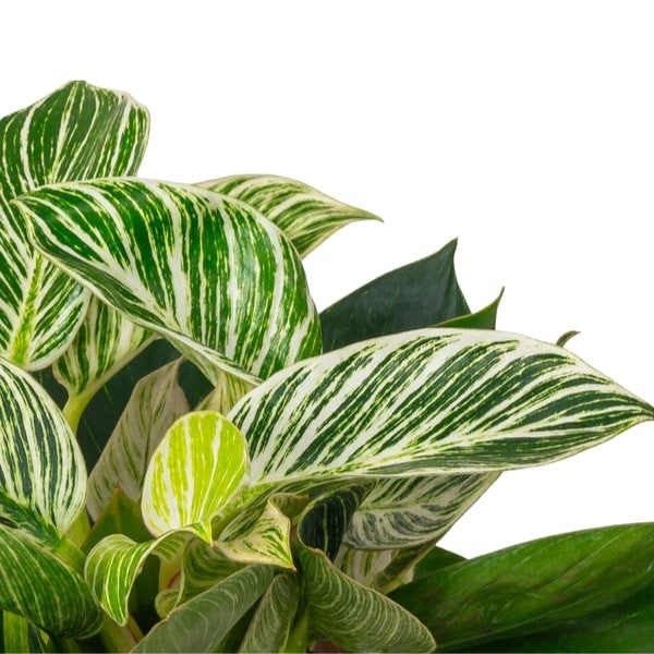 ๐ฟ Philodendron Birkin (ููููุฏููุฏุฑูู ุจูุฑููู) | Elegant Indoor Foliage โ Fast UAE Delivery ๐ฟ