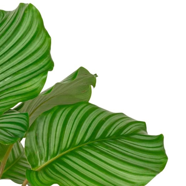 Calathea Orbifolia (كالاثيا أوربيفوليا) | Elegant Indoor Foliage – Fast UAE Delivery 🌿
