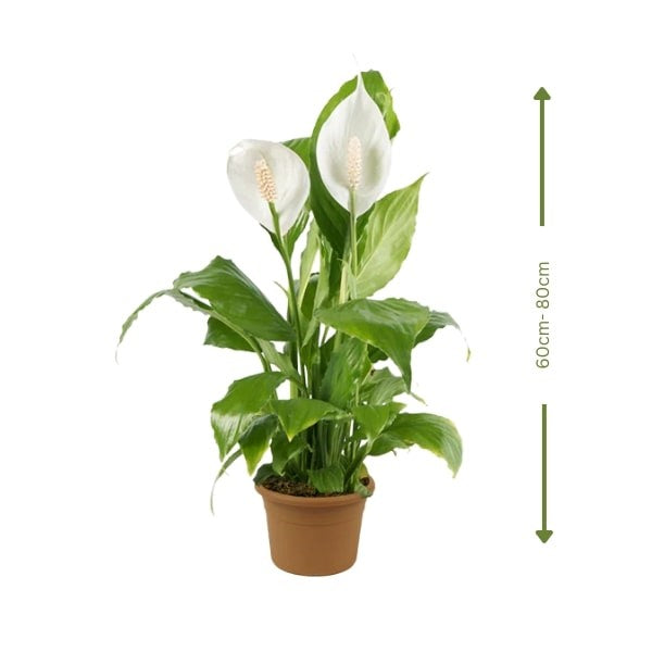 White Peace Lily (زنبق السلام الأبيض) | Fast UAE Delivery – Air-Purifying & Low Maintenance for Homes & Offices