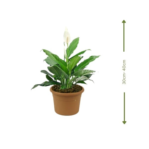 White Peace Lily (زنبق السلام الأبيض) | Fast UAE Delivery – Air-Purifying & Low Maintenance for Homes & Offices