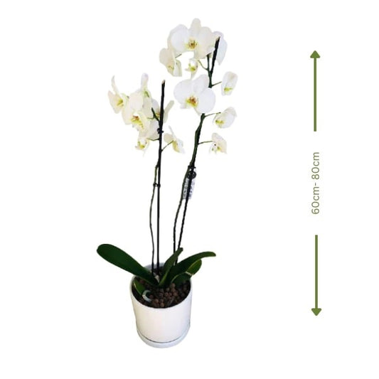 🌸 White Phalaenopsis Orchid (الأوركيد الأبيض) | Elegant Indoor Plant – Fast UAE Delivery