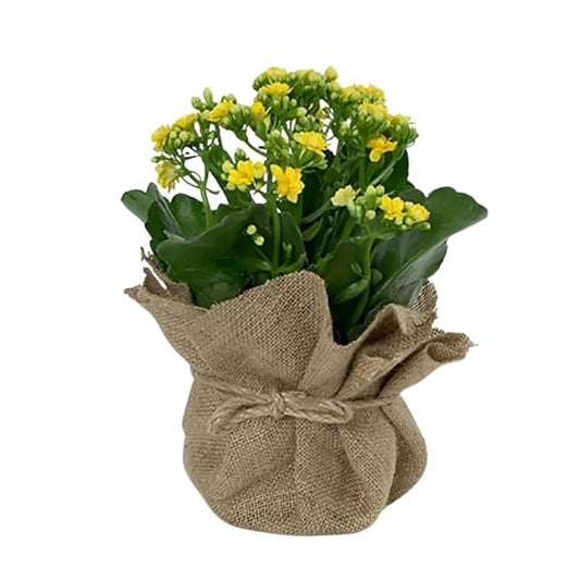 🌼 Yellow Kalanchoe (الكلانشو الأصفر) | Vibrant & Low Maintenance – Fast UAE Delivery