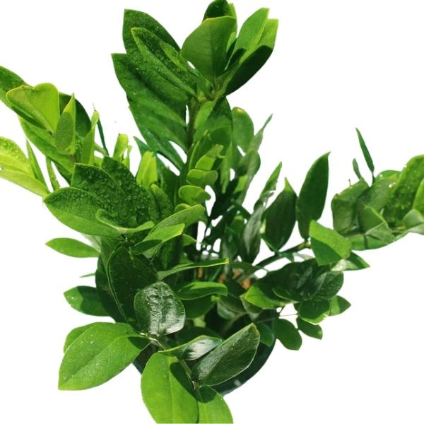 ๐ฟ ZZ Plant (ูุจุงุช ุฒูุฒู) | Low-Maintenance Indoor Greenery โ Fast UAE Delivery