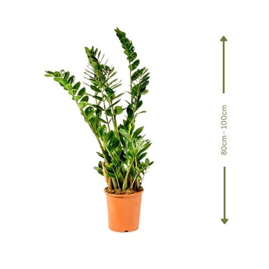 🌿 ZZ Plant (نبات زيزي) | Low-Maintenance Indoor Greenery – Fast UAE Delivery