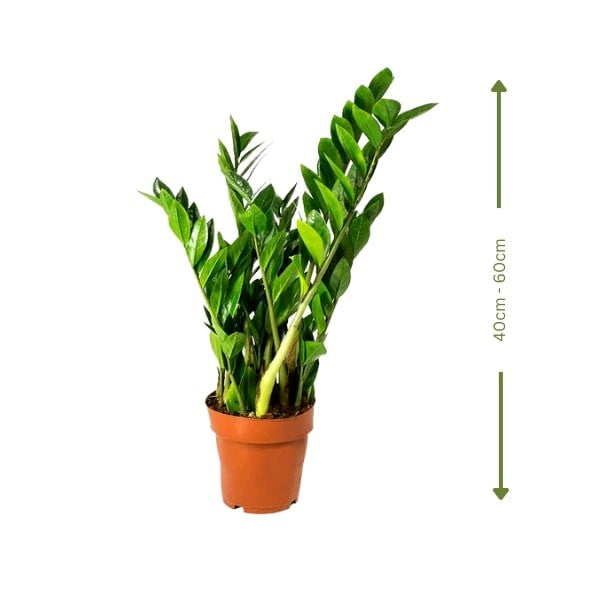 ๐ฟ ZZ Plant (ูุจุงุช ุฒูุฒู) | Low-Maintenance Indoor Greenery โ Fast UAE Delivery
