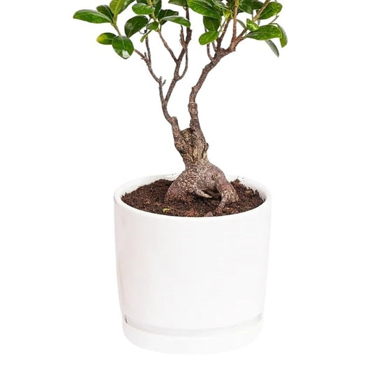 🌿 Zen Bonsai Tree (شجرة بونساي زين) | Miniature Elegance – Fast UAE Delivery