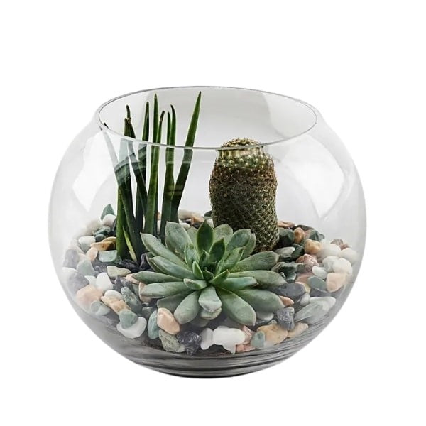 Indoor Plants