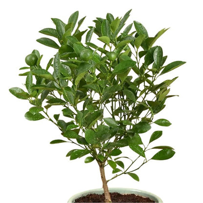 🌿 Calamansi or Lemon Plant (كلامانسي أو شجرة الليمون) | Fresh Citrus for Homes & Gardens – Fast UAE Delivery