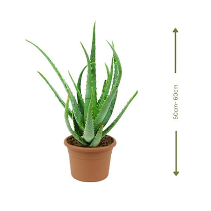🌿 Aloe Vera (صبار الألوة) | Healing & Air-Purifying – Fast UAE Delivery