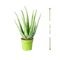 🌿 Aloe Vera (صبار الألوة) | Healing & Air-Purifying – Fast UAE Delivery