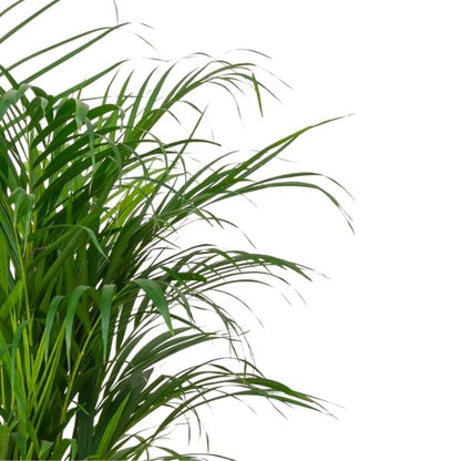 🌴 Areca Palm Plant (نخلة الأريكا) | Fast UAE Delivery – The Perfect Indoor & Outdoor Greenery 🌴