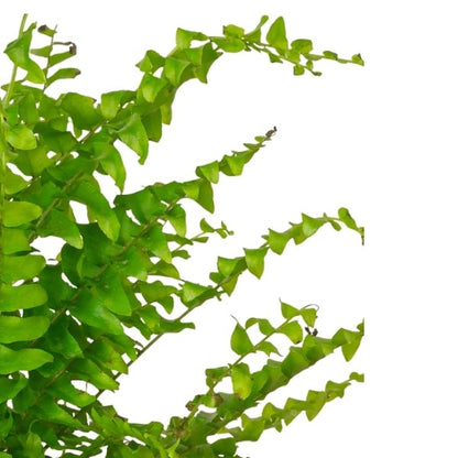 Boston Fern (سرخس بوسطن) | Fast UAE Delivery – Air-Purifying & Lush Greenery 🌿
