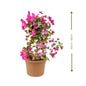 🌿 Bougainvillea Plant (بوجنفيليا) | Fast UAE Delivery – Vibrant Blooms for Homes & Gardens