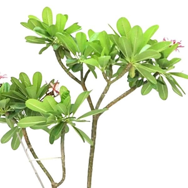 🌸 Plumeria Plant (نبات البلوميريا) | Fast UAE Delivery – Exotic Fragrant Blooms for Homes & Gardens