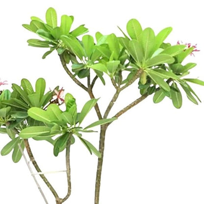🌸 Plumeria Plant (نبات البلوميريا) | Fast UAE Delivery – Exotic Fragrant Blooms for Homes & Gardens