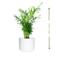 🌿 Chamaedorea (شاميدوريا) | Fast UAE Delivery – The Best Indoor Palm for Homes & Offices 🌿