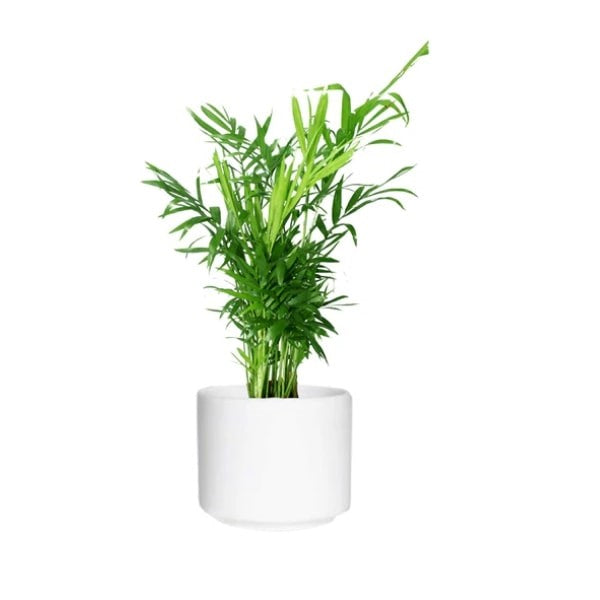 🌿 Chamaedorea (شاميدوريا) | Fast UAE Delivery – The Best Indoor Palm for Homes & Offices 🌿