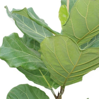 🌿 Fiddle Leaf Plant (نبات ورقة الكمان) | Statement Indoor Greenery – Fast UAE Delivery
