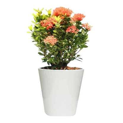 🌸 Ixora Flower (إكزورا) | Bright & Beautiful Blooms – Fast UAE Delivery 🌸