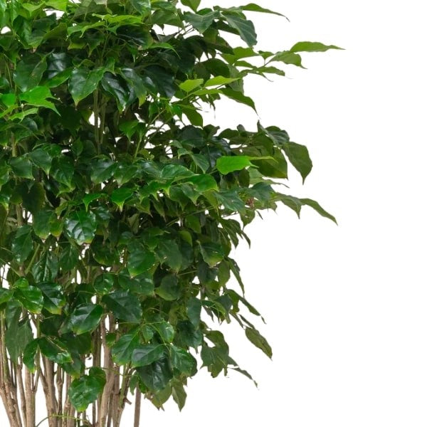 🌿 Red Machera (ماشيرا الحمراء) | Fast UAE Delivery – Stunning Foliage for Homes & Offices