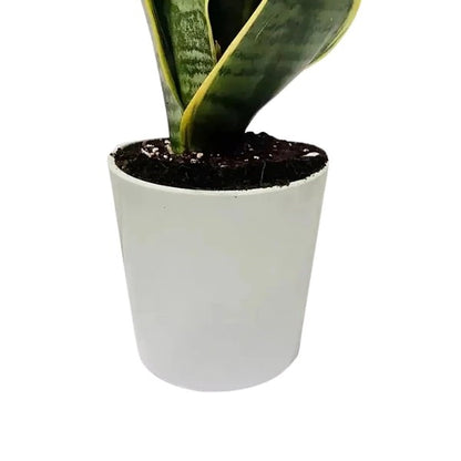 🌿 Sansevieria Plant (نبات السنسيفيرا) | Air-Purifying & Low Maintenance – Fast UAE Delivery