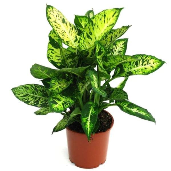 🌿 Dieffenbachia Compacta (ديفنباخيا كومباكتا) | Air-Purifying Indoor Plant – Fast UAE Delivery