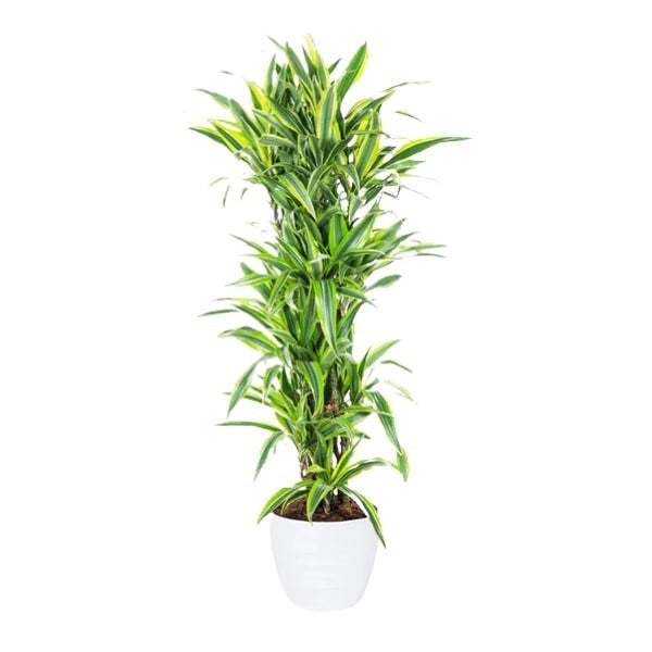 🌿 Dracaena Lemon Lime (دراسينا ليمون لايم) | Vibrant Indoor Foliage – Fast UAE Delivery