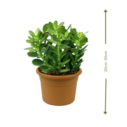 Crassula Ovata (نبتة اليشم) | Lucky & Air-Purifying – Fast UAE Delivery