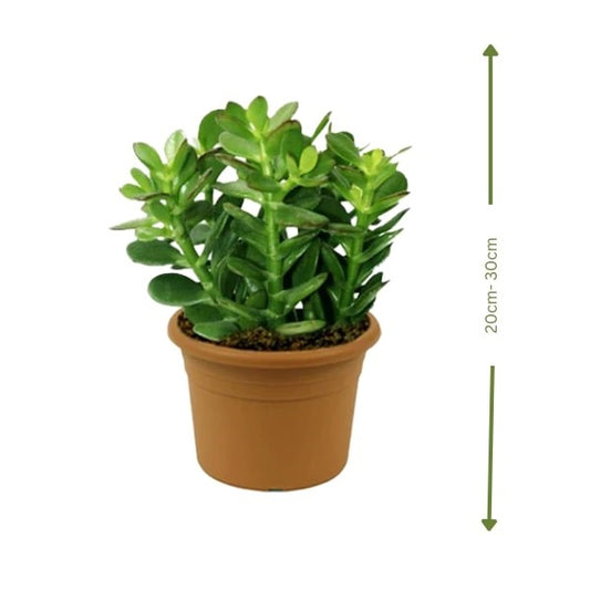 Crassula Ovata (نبتة اليشم) | Lucky & Air-Purifying – Fast UAE Delivery