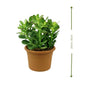 Crassula Ovata (نبتة اليشم) | Lucky & Air-Purifying – Fast UAE Delivery