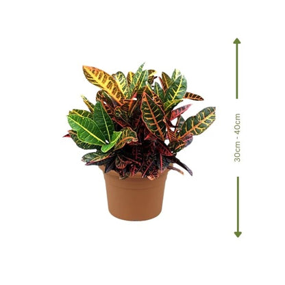 🌿 Croton Plant (كروتون) | Fast UAE Delivery – Vibrant & Low Maintenance