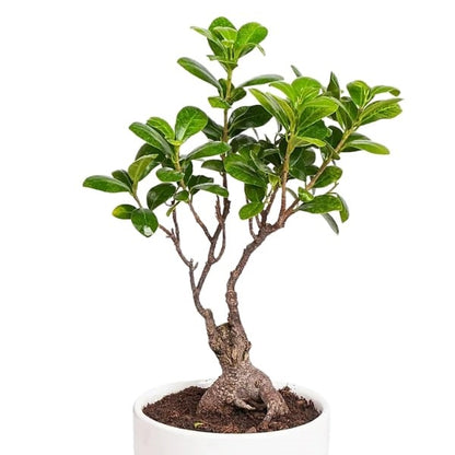 🌿 Zen Bonsai Tree (شجرة بونساي زين) | Miniature Elegance – Fast UAE Delivery