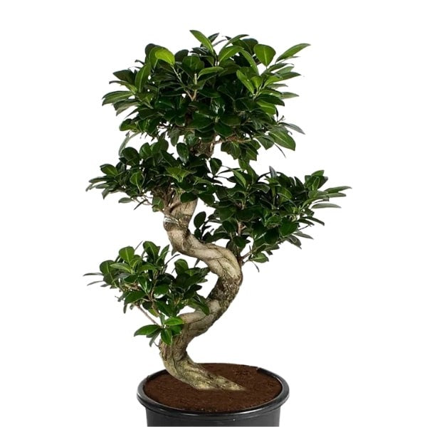 🌿 Ficus S Bonsai (شجرة التين بونساي) | Elegant Indoor Greenery – Fast UAE Delivery!