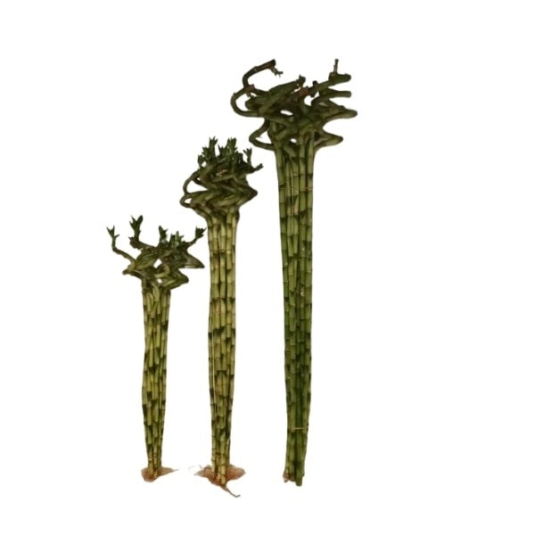 🌿 Lucky Bamboo Stick (عصا الخيزران المحظوظة) | Fast UAE Delivery – Brings Prosperity & Elegance to Your Space