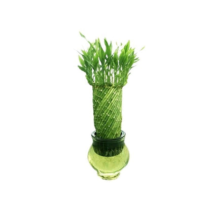 🌿 Spiral Lucky Bamboo (بامبو الحلزوني) | Feng Shui Plant – Next-Day UAE Delivery