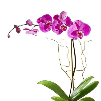 🌸 Purple Orchid (زهرة الأوركيد الأرجوانية) | Fast UAE Delivery – Elegant & Long-Lasting Blooms 🌿