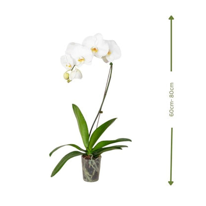 White Orchid (السحلب الأبيض) | Fast UAE Delivery – Elegant Indoor Plant for Homes & Offices