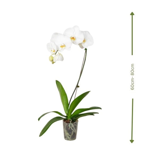 White Orchid (السحلب الأبيض) | Fast UAE Delivery – Elegant Indoor Plant for Homes & Offices