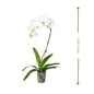 White Orchid (السحلب الأبيض) | Fast UAE Delivery – Elegant Indoor Plant for Homes & Offices
