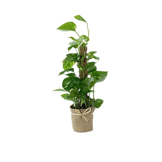 🌿 Epipremnum Aureum (البوتس الذهبي) | Fast UAE Delivery – The Ultimate Low-Maintenance Indoor Vine 🌿