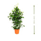 🌿 Ficus Benjamin (فيكس بنيامين) | Elegant Air-Purifying Tree – Fast UAE Delivery