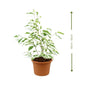 Ficus Benjamina Starlight (فيكس بنجامينا ستارلايت) | Fast UAE Delivery – Elegant & Air-Purifying for Homes & Offices