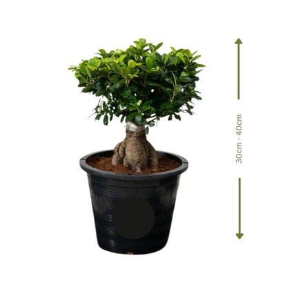 🌿 Ficus Bonsai (فيكس بونساي) | Elegant Miniature Tree – Fast UAE Delivery 🌿