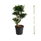 🌿 Ficus S Bonsai (شجرة التين بونساي) | Elegant Indoor Greenery – Fast UAE Delivery!