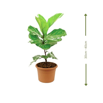 🌿 Fiddle Leaf Plant (نبات ورقة الكمان) | Statement Indoor Greenery – Fast UAE Delivery
