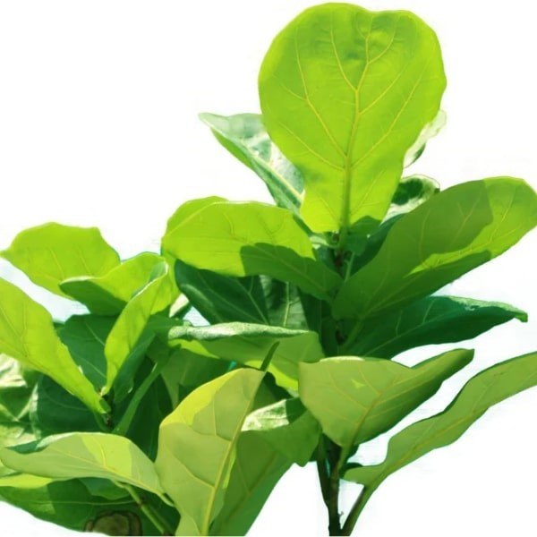 🌿 Fiddle Leaf Plant (نبات ورقة الكمان) | Statement Indoor Greenery – Fast UAE Delivery