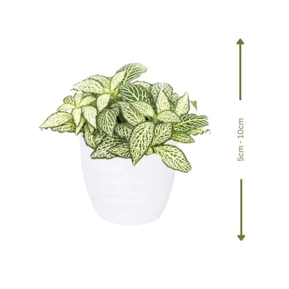 🌿 Fittonia (نبات الفيتونيا) | Colorful & Air-Purifying – Fast UAE Delivery