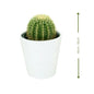 Golden Barrel Cactus (الصبار الذهبي) | Fast UAE Delivery – Drought-Resistant & Low Maintenance
