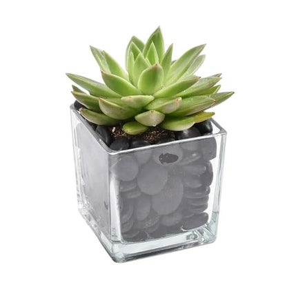 Green Echeveria (إشفيريا الخضراء) | Rosette Succulent – Fast UAE Delivery