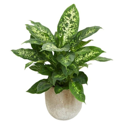🌿 Dieffenbachia Compacta (ديفنباخيا كومباكتا) | Air-Purifying Indoor Plant – Fast UAE Delivery